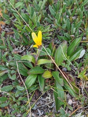 Arnica griscomii