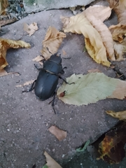 Lucanus ibericus