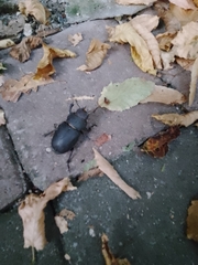 Lucanus ibericus