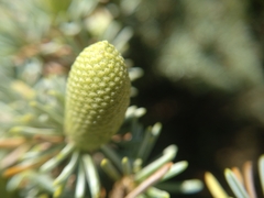 Cedrus brevifolia