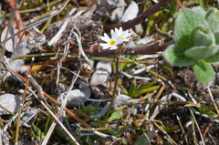 Primula mistassinica