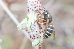 Dolichovespula albida