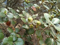 Cyprus Oak (Quercus alnifolia)
