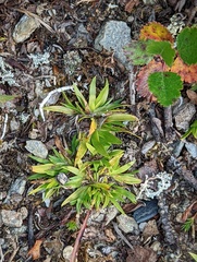 Tofieldia coccinea