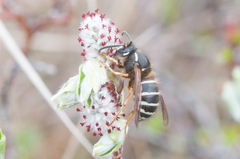 Dolichovespula albida