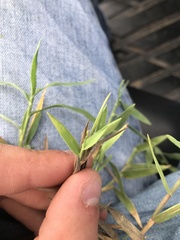 Urochloa ciliatissima