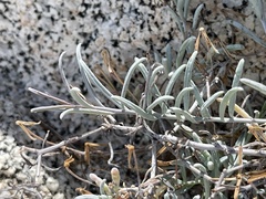 Porophyllum maritimum