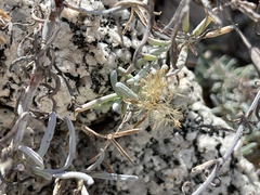 Porophyllum maritimum
