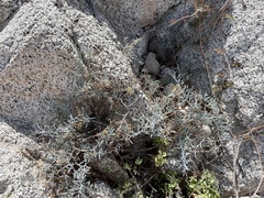 Porophyllum maritimum