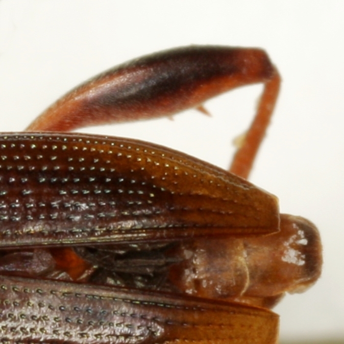Girdle-horned Pond Lily Leaf Beetle