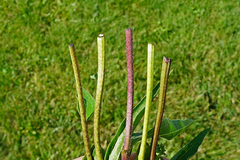 Haplorhynchites aeneus