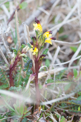 Pedicularis flammea