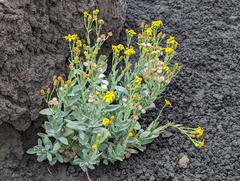Senecio aetnensis