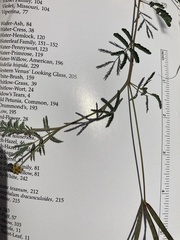 Desmanthus reticulatus