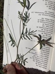 Desmanthus reticulatus