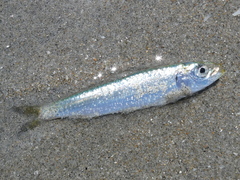 Sardina pilchardus