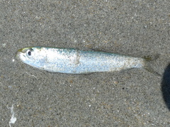 Sardina pilchardus