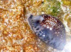 Mauritia depressa depressa