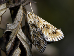 Cynaeda dentalis