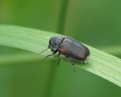 Coleothorpa vittigera