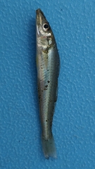 Sillago sihama
