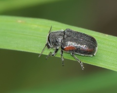 Coleothorpa vittigera