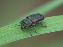 Coleothorpa vittigera