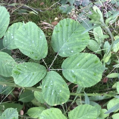 Rubus errabundus