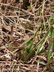 Pseudochorthippus parallelus