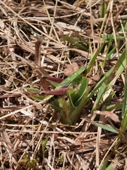 Pseudochorthippus parallelus