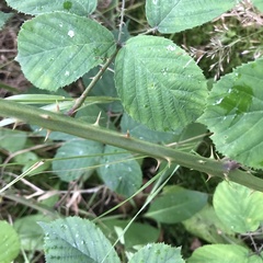 Rubus errabundus