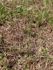 Pseudochorthippus parallelus