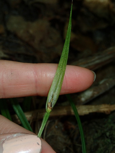 Image of Carex backii by (c) Katherine Baird, some rights reserved (CC BY)