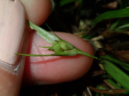 Image of Carex backii by (c) Katherine Baird, some rights reserved (CC BY)