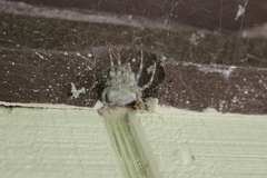 Araneus cavaticus