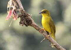 Orthogonys chloricterus