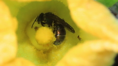Caenaugochlora inermis