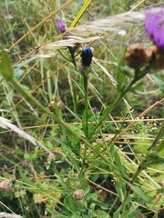 Chrysomelidae