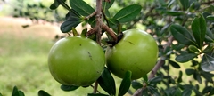 Diospyros xolocotzii