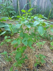 Acalypha ostryifolia