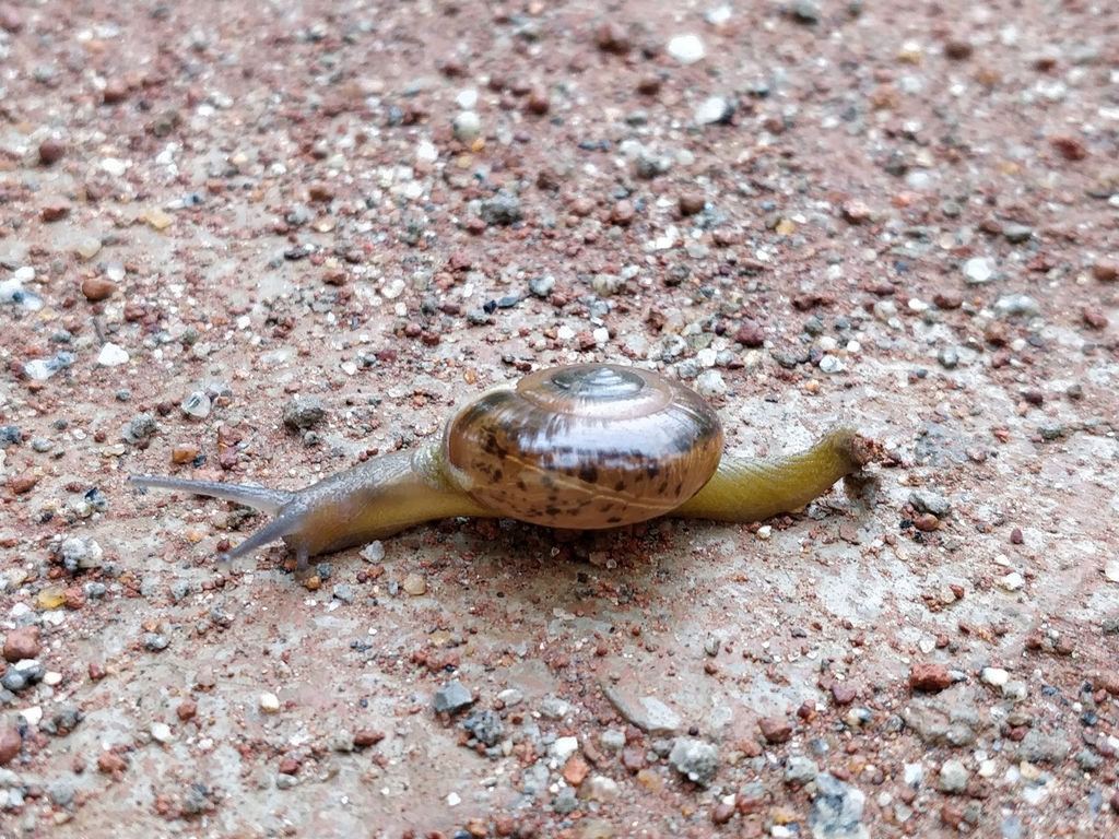 Tanychlamys indica