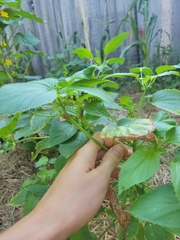 Acalypha ostryifolia