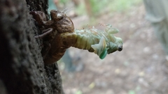 Neotibicen pruinosus