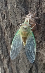 Neotibicen pruinosus