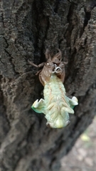 Neotibicen pruinosus