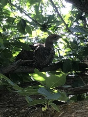 Dendragapus obscurus