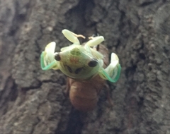 Neotibicen pruinosus