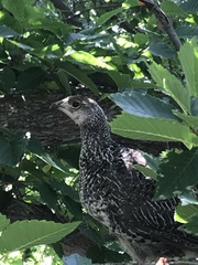 Dendragapus obscurus