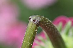 Haplorhynchites aeneus