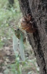 Neotibicen pruinosus